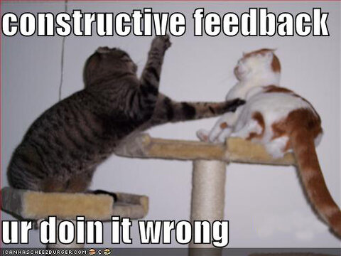 funny-pictures-fighting-cats-constructive-feedback.jpg
