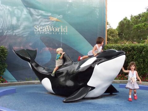 shamu1..jpg