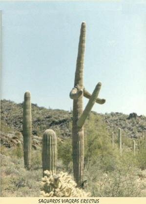 cactus erection..jpg