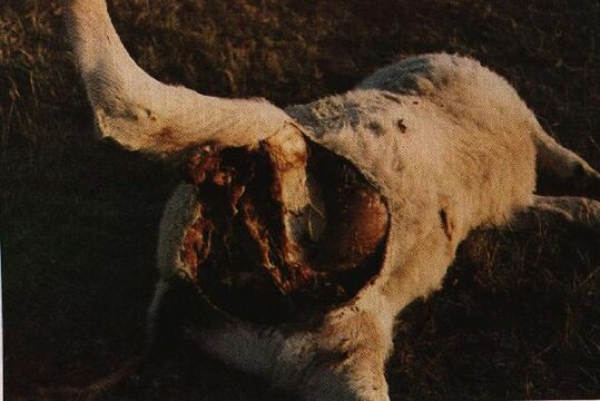 cow3la.jpg cow3la.jpg