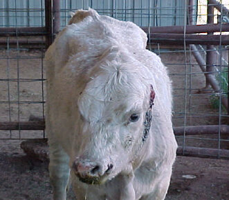 Cattle Survives mutilation .jpg Cattle Survives mutilation .jpg