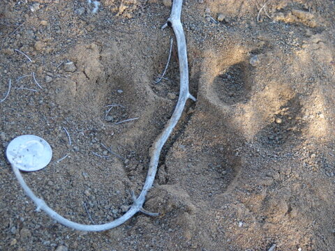 cougar_tracks.53165703_large.JPG