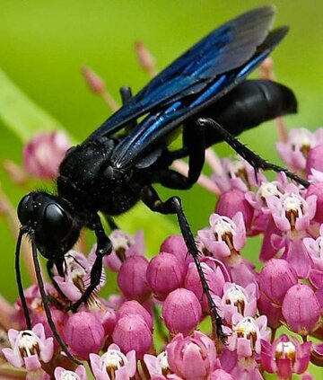 great_black_wasp.jpg