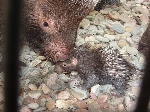 cute_baby_porcupines_18.jpg