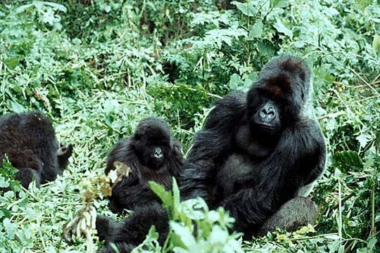 gorilla02.jpg gorilla02.jpg