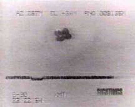 4LeafClover40atstreetUFO.jpg 4LeafClover40atstreetUFO.jpg