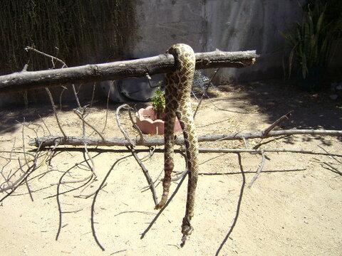 Abrattlesnake.JPG Abrattlesnake.JPG