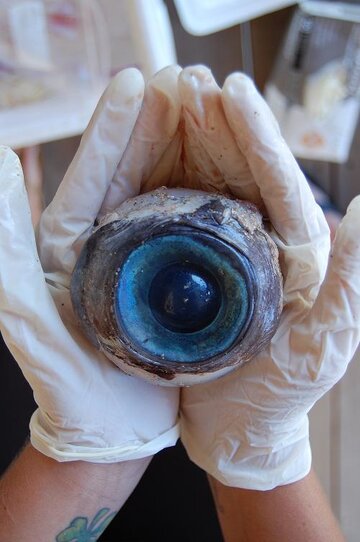 eyeball.jpg eyeball.jpg