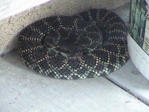 2ndSnake.JPG