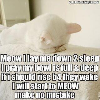 Cat Prayer.jpg