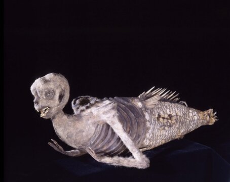 Fiji-Mermaid2.jpg