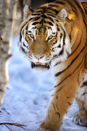 tiger1.jpg tiger1.jpg