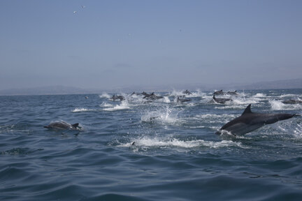 dolphin1.jpg dolphin1.jpg