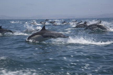 dolphin2.jpg dolphin2.jpg