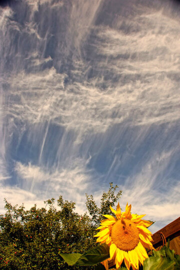 sunflowercontrail.jpg sunflowercontrail.jpg