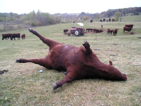 mutilated heifer ottumwa 2006.jpg mutilated heifer ottumwa 2006.jpg