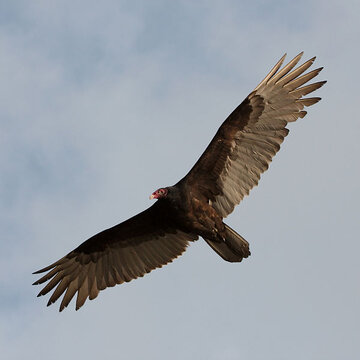 turkey vulture.jpg turkey vulture.jpg