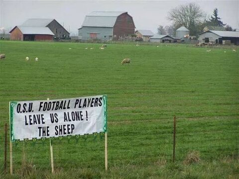 OSU sheep.jpg OSU sheep.jpg