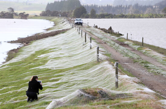 spidersnz4.jpg spidersnz4.jpg