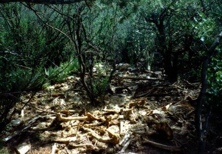 boneyard1.JPG boneyard1.JPG