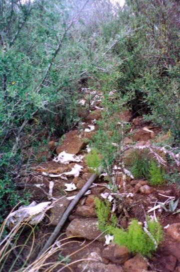 boneyard2.JPG boneyard2.JPG