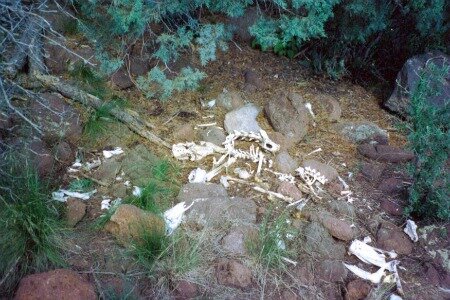 boneyard3.JPG boneyard3.JPG