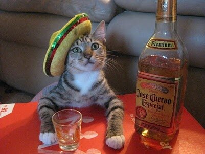 tequila-cat.jpg
