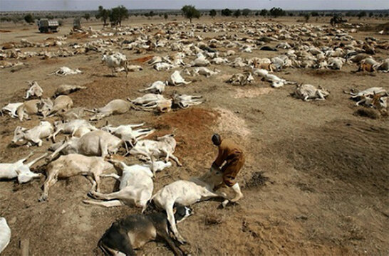 ethiopia dead cows.jpg