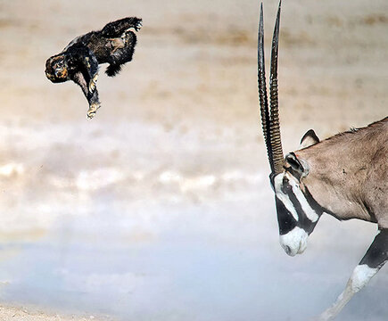 HoneyBadger-01.jpg HoneyBadger-01.jpg