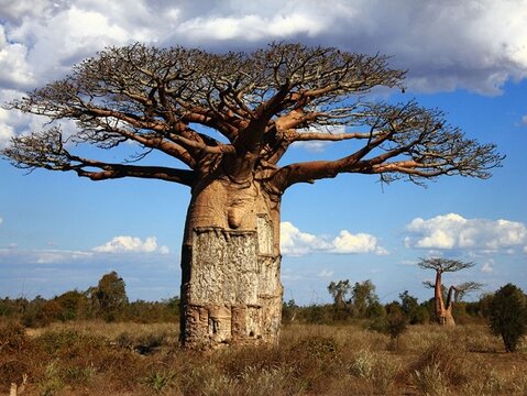 Madagascar-Baobab-Tree.jpg