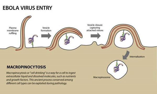ebola virus entry.jpg