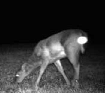 deercamorb.jpg deercamorb.jpg