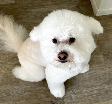 Teddy Bear 12:7:23.png