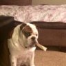 Smokingpug