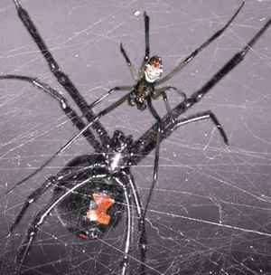 black-spider-killing-male-after-mating.jpg