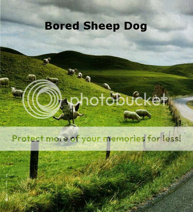 boredsheepdog_zpsb13c36c3.jpg