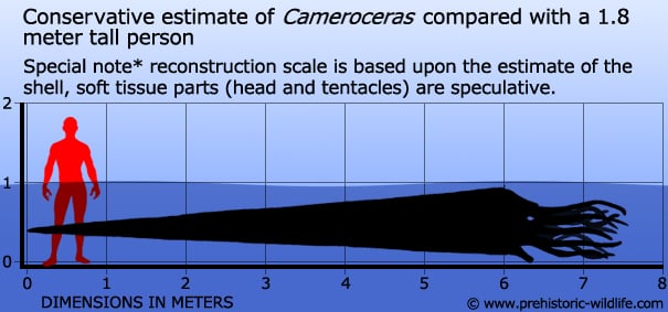 cameroceras-size.jpg