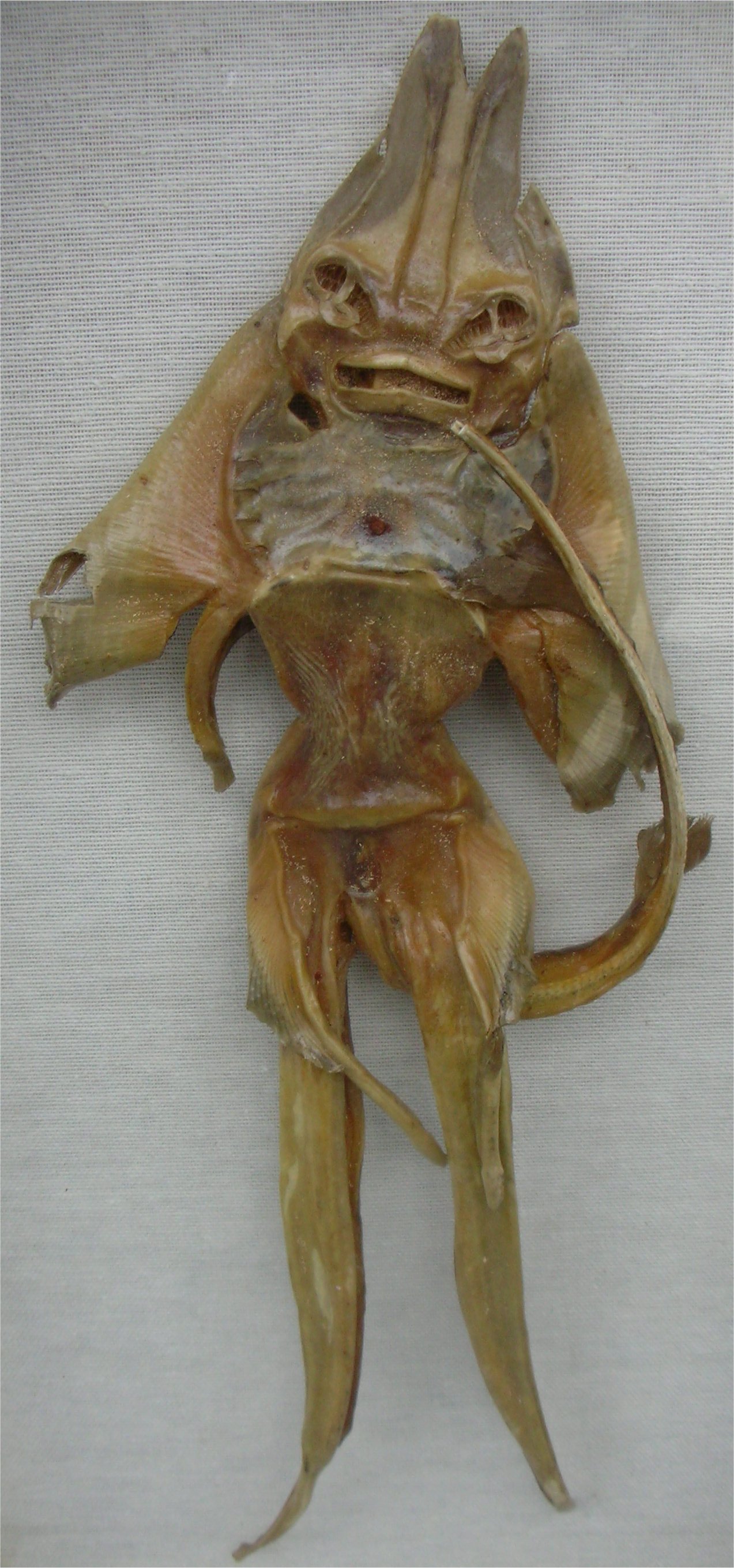 Jenny_Haniver1218.jpg