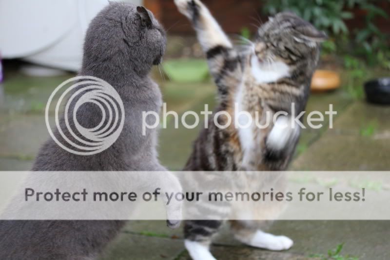 catfight175.jpg