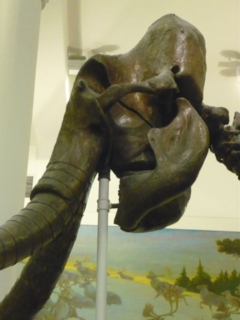 woolly-mammoth.jpg