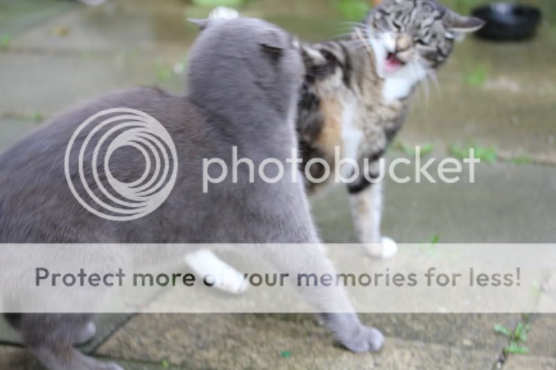 catfight174.jpg