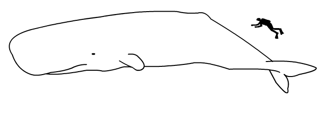 Sperm_whale_size.png