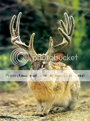 Jackalope.jpg