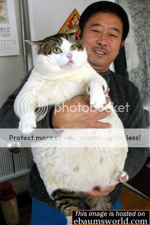 fatcat1.jpg