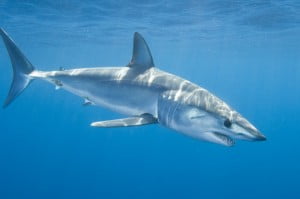 shortfin-mako-shark-300x199.jpg