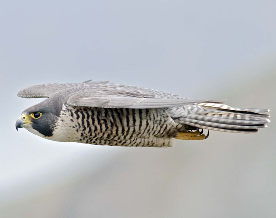 2014-09-ECAP-cover-peregrine-falcon.jpg