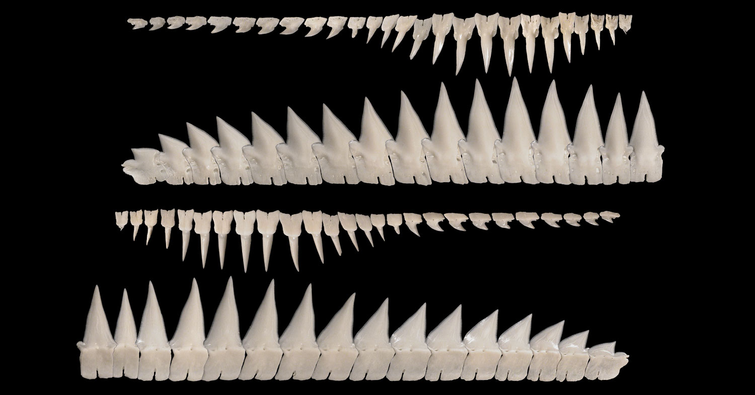 Jawscymnodondentition1b.jpg