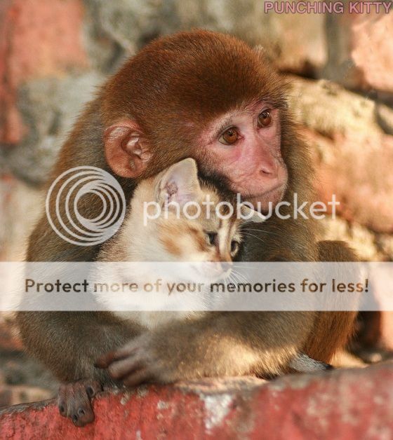 monkey_and_kitten_zps8971973f.jpeg