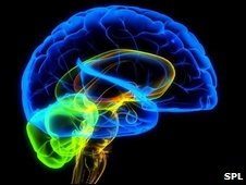 _45690145_f0013613-the_human_brain-spl.jpg