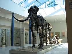 250px-Mammoth_skeleton_01.jpg